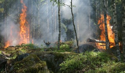 Ghidul pentru supraviețuire: Prevenirea incendiilor în pădure